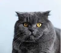 Oli